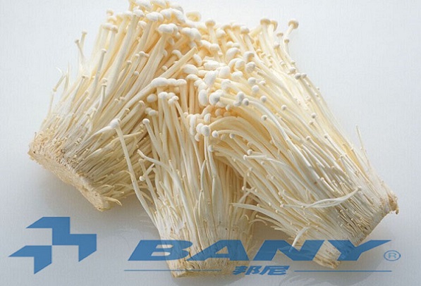 金针菇冷库