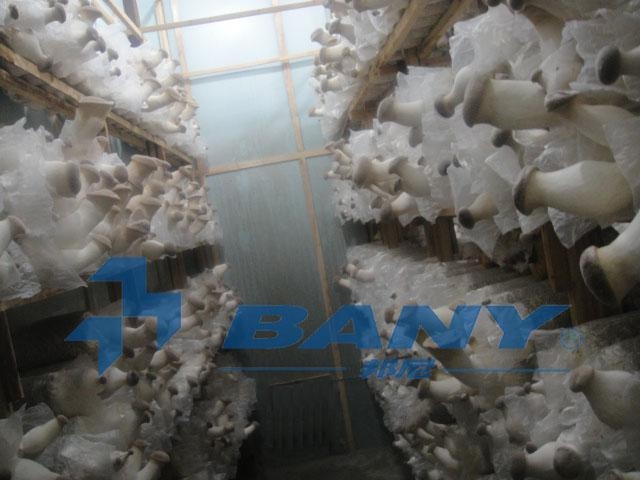 食用菌、蘑菇冷库